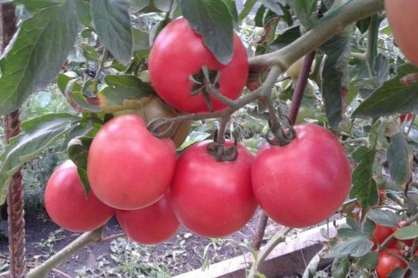 ต้นมะเขือเทศ