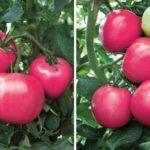 มะเขือเทศสุก