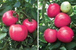 Description et conseils de culture de la tomate Raspberry Paradise