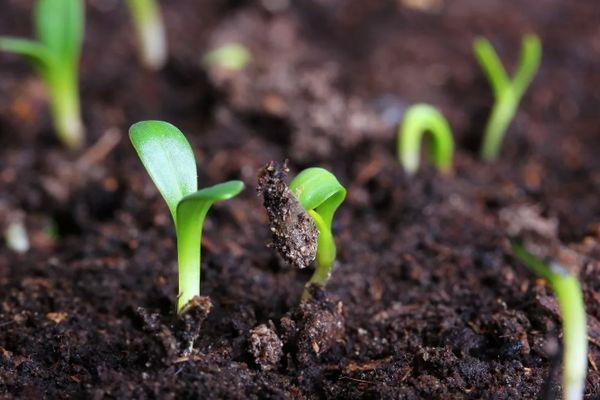 ลักษณะของมะเขือเทศแมมมอธผลใหญ่และต้นกล้าที่กำลังเติบโต