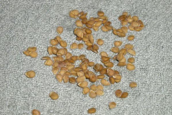 เมล็ดมะเขือเทศ