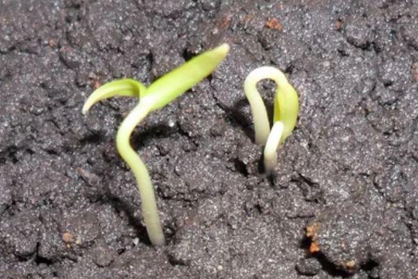 ถั่วงอกมะเขือเทศ