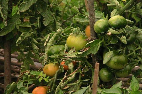 การปลูกมะเขือเทศ