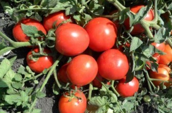 มะเขือเทศมาริชา