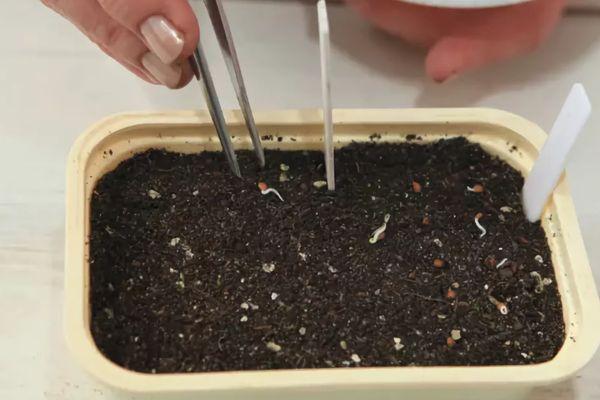 เมล็ดพันธุ์สำหรับต้นกล้า