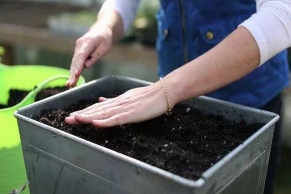 การหว่านเมล็ดพันธุ์