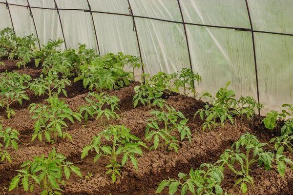 ถั่วงอกในเรือนกระจก