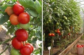 การปลูกมะเขือเทศ