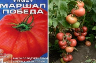 ลักษณะของมะเขือเทศ