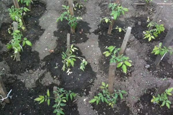 ต้นกล้ามะเขือเทศ