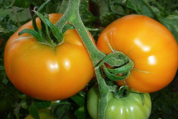 มะเขือเทศสามลูก