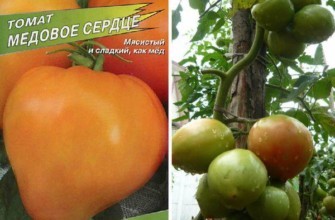 ลักษณะของมะเขือเทศ