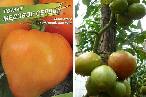 ลักษณะของมะเขือเทศ