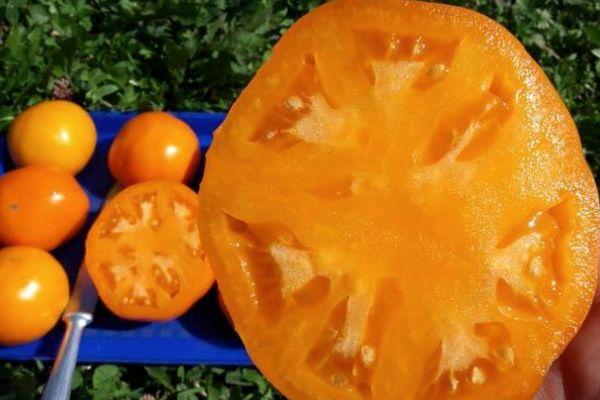 มะเขือเทศสีเหลือง