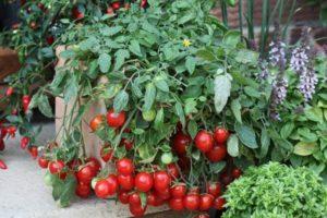 Description de la tomate Minibell et ses principales caractéristiques