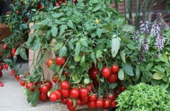 มะเขือเทศมินิเบลล์