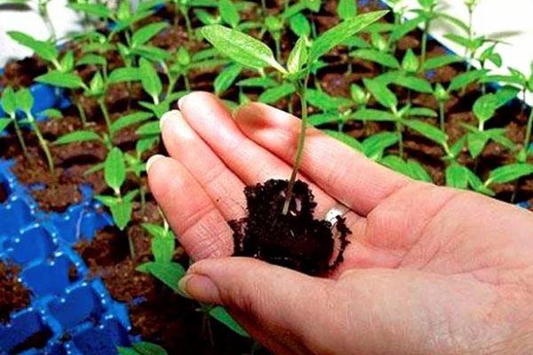 การปลูกต้นกล้า