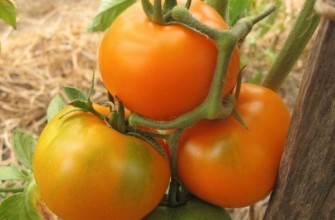 มะเขือเทศสีเหลือง