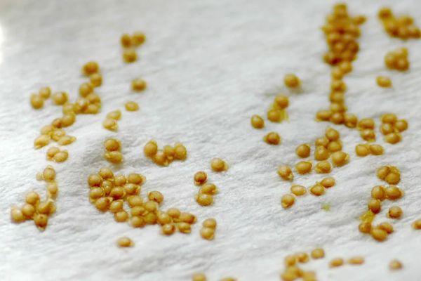 การเตรียมเมล็ดพันธุ์