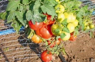 ต้นมะเขือเทศ