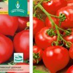 เมล็ดมะเขือเทศ