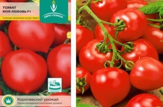 เมล็ดมะเขือเทศ