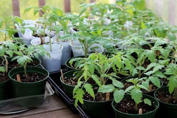 ต้นกล้ามะเขือเทศ