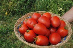 คำอธิบายเกี่ยวกับมะเขือเทศนามิบ F1 และเทคนิคการเพาะปลูกพันธุ์ลูกผสม