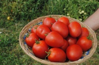 ตะกร้ามะเขือเทศ