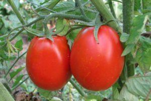 Description de la tomate Nastya-Sibérienne, culture et avis des jardiniers