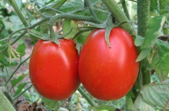 มะเขือเทศสองลูก