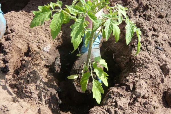 การปลูกต้นกล้า