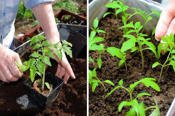 การปลูกต้นกล้า