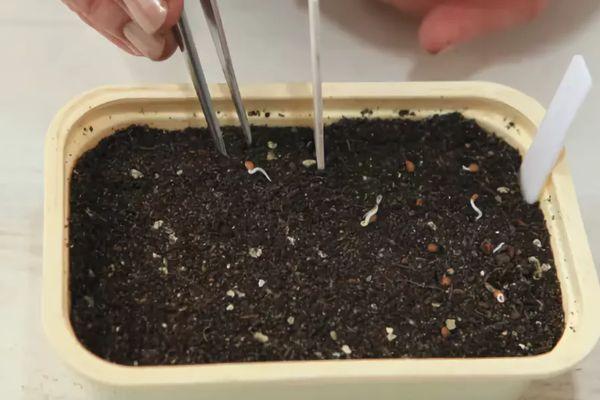 การหว่านเมล็ดพันธุ์