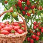 Tomates dans un panier