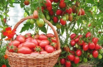 มะเขือเทศในตะกร้า