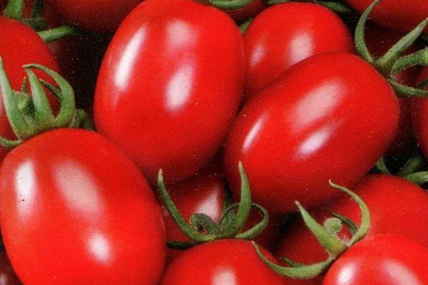 มะเขือเทศสุก