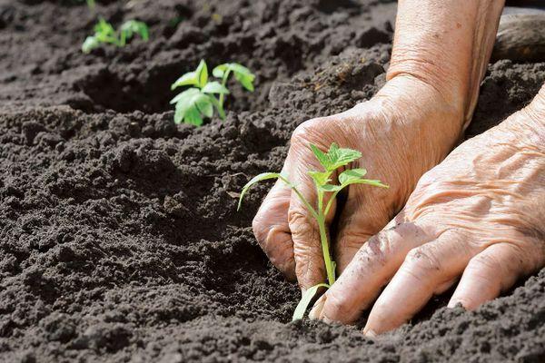 การปลูกมะเขือเทศ