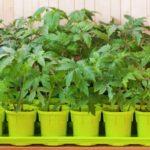 กระถางเพาะถั่วงอก