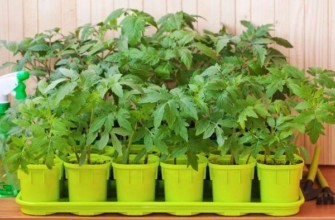 กระถางเพาะถั่วงอก