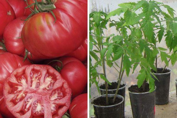 การปลูกมะเขือเทศ