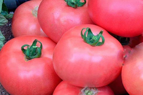 มะเขือเทศสุก