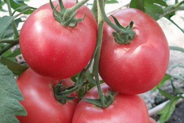 คำอธิบายเกี่ยวกับมะเขือเทศพันธุ์แพนดาโรซ่าและเทคนิคการปลูกแบบลูกผสม