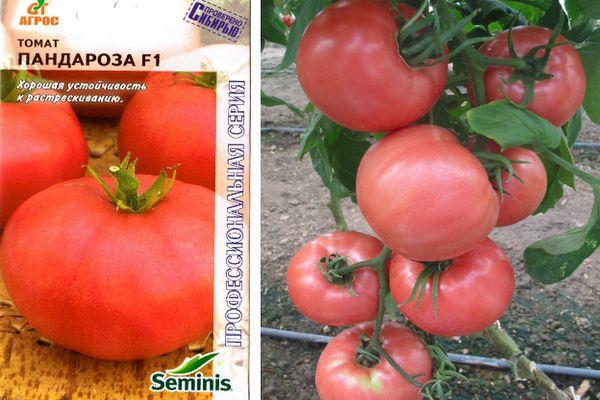 ลักษณะของมะเขือเทศ