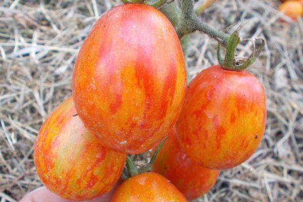 มะเขือเทศลูกผสม