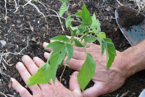 การปลูกมะเขือเทศ