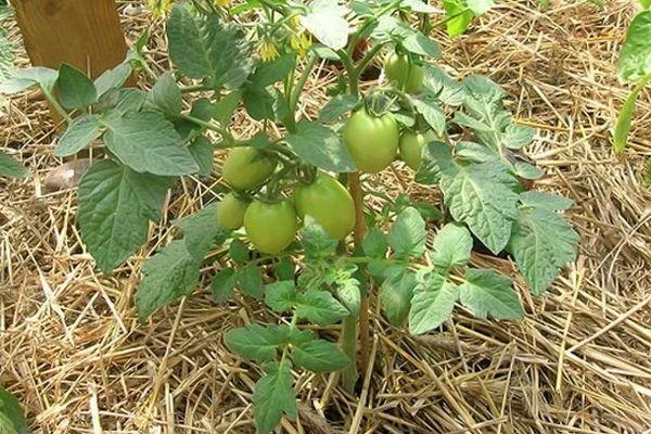 การคลุมดิน