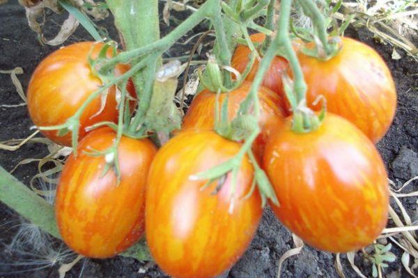 มะเขือเทศสีส้ม