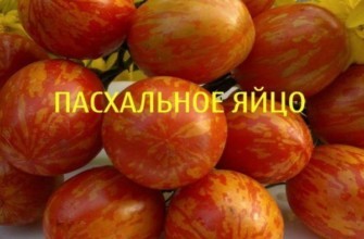 มะเขือเทศสีแดง