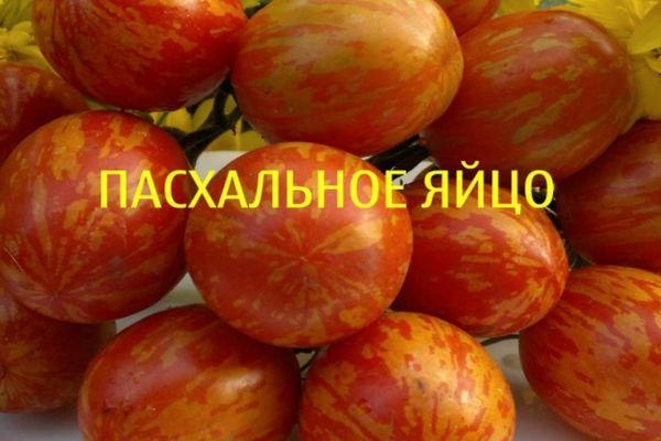 มะเขือเทศสีแดง